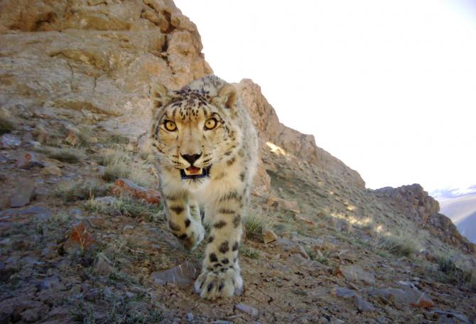 Snow leopard approaching camera