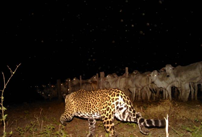 Sao Bento night enclosure with an electric fence preventing jaguar attacks on a vulnerable group of just-weaned calves.