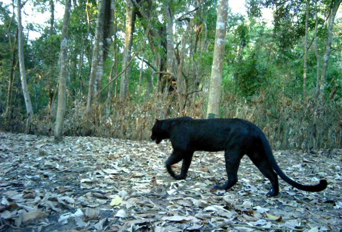 Black panther walking in forest