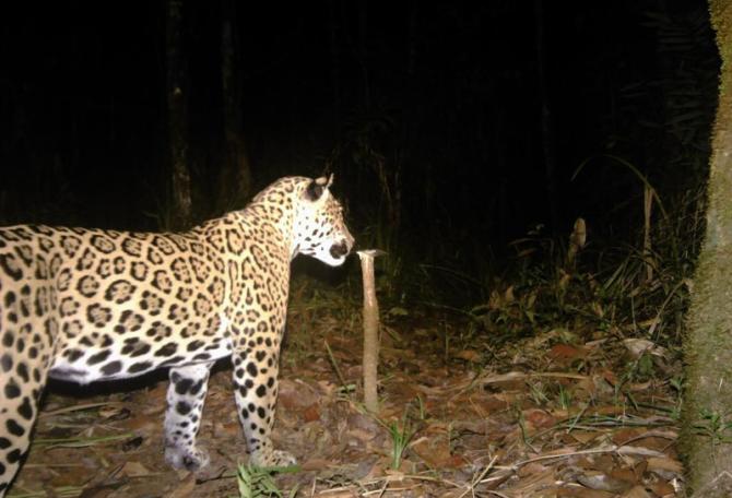 Jaguar