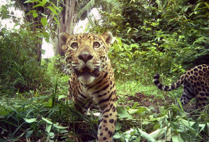 Jaguar walking towards a camera trap in Belize