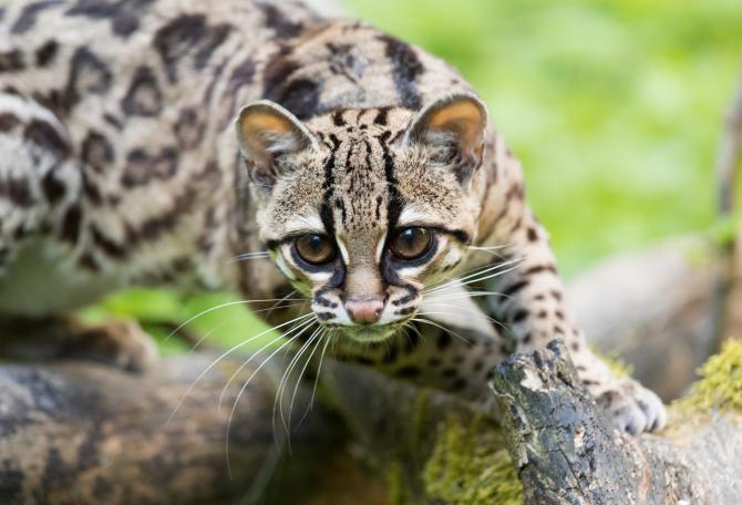A margay in France