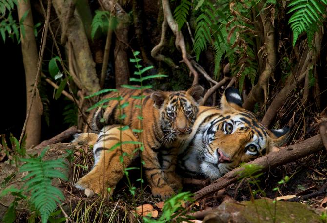 Tiger with cub laying down looking at camera.