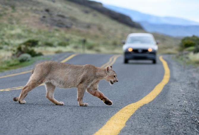 Young male puma crossing a public road.