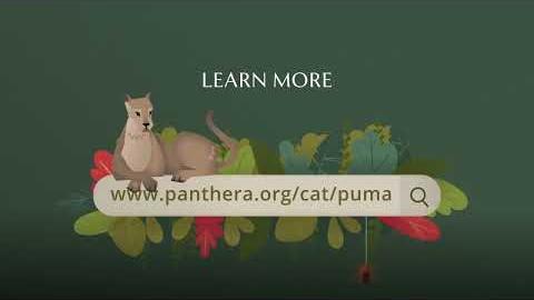 Puma | Panthera Puma | Panthera