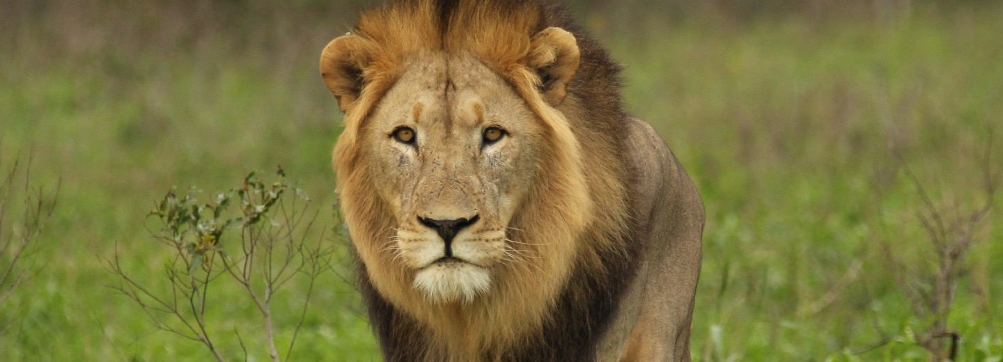 Lion walking and looking at camera